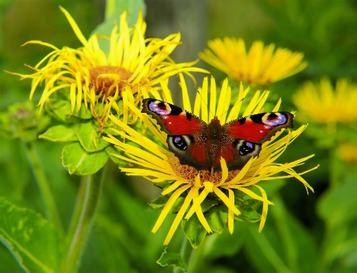 Nature blossom wing plant Photo