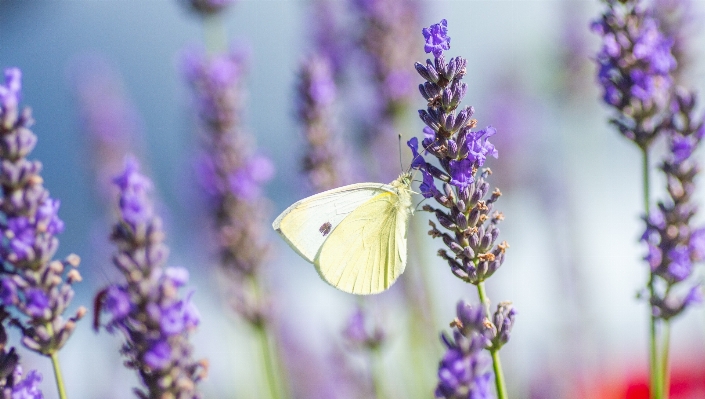 Nature blossom wing plant Photo