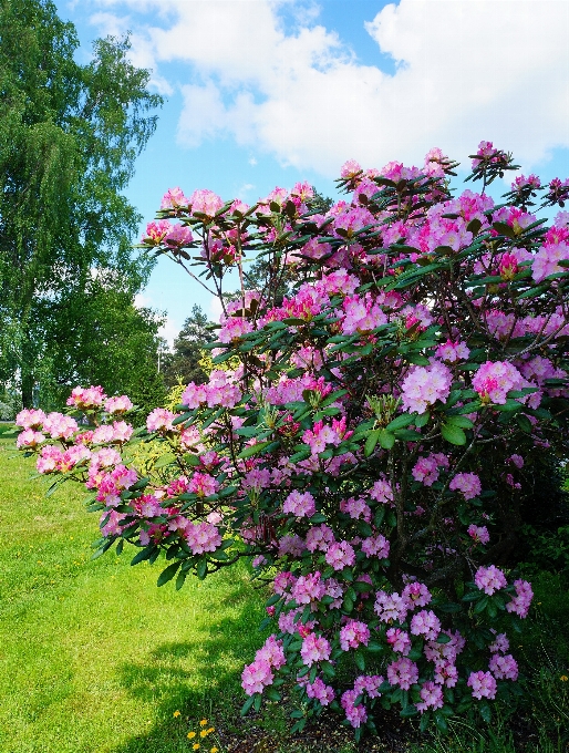 草 花 植物 空