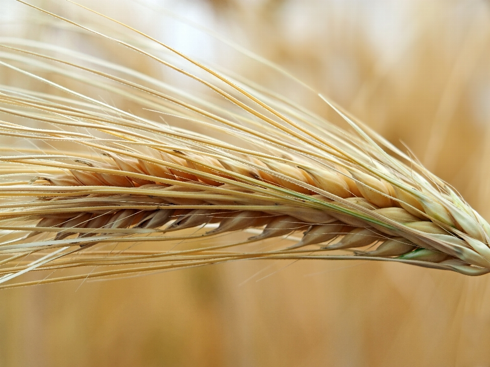 Nature plant field barley