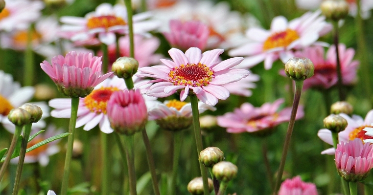 Nature plant meadow sweet Photo