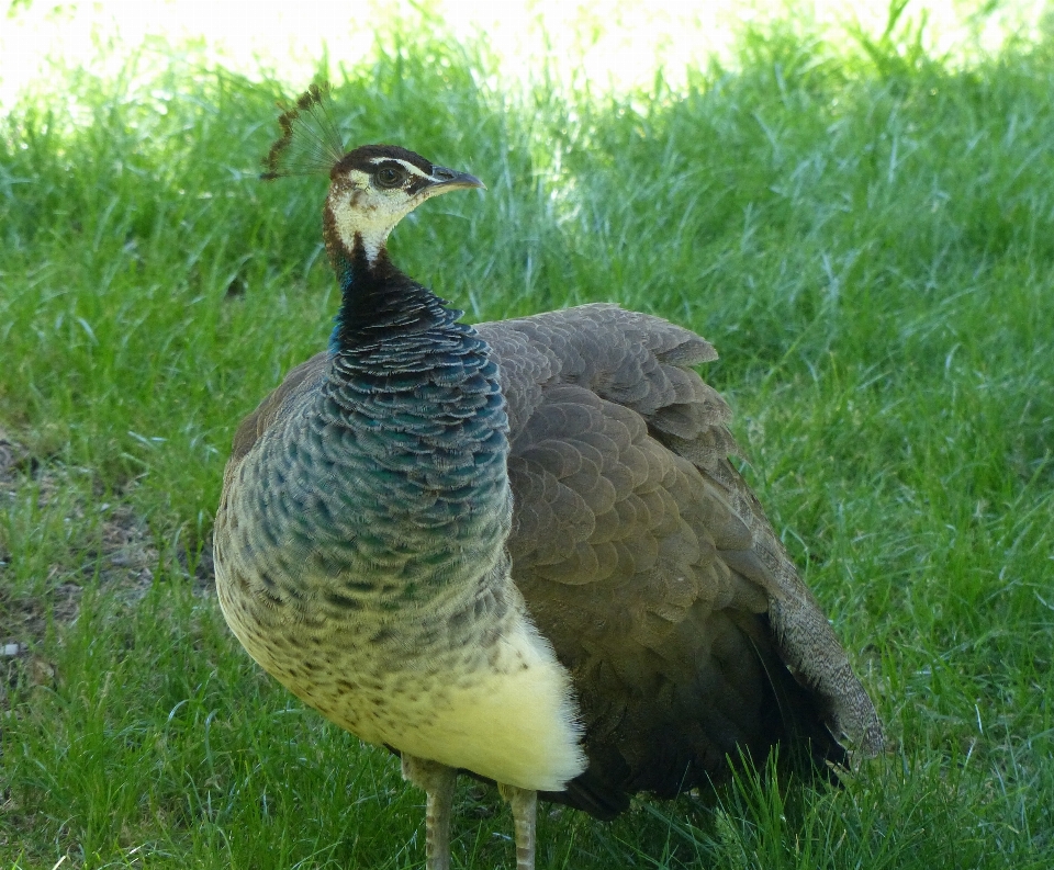 Pájaro pradera
 fauna silvestre pico