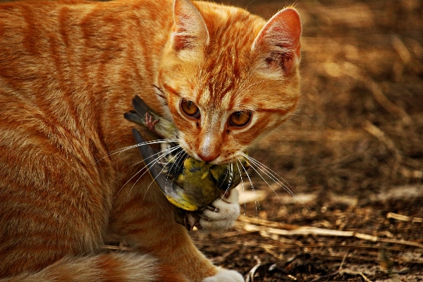 Bird kitten cat mammal Photo