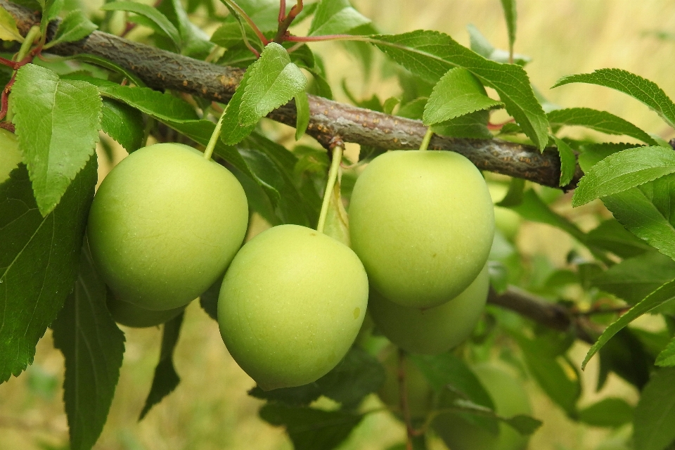 Albero ramo pianta frutta