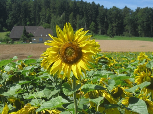 Foto Plantar sol campo flor