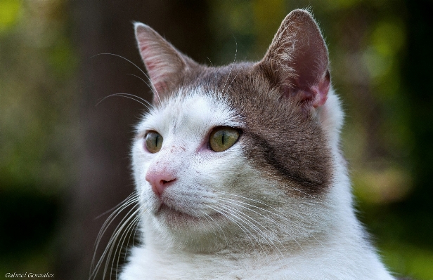 Cat mammal fauna close up Photo