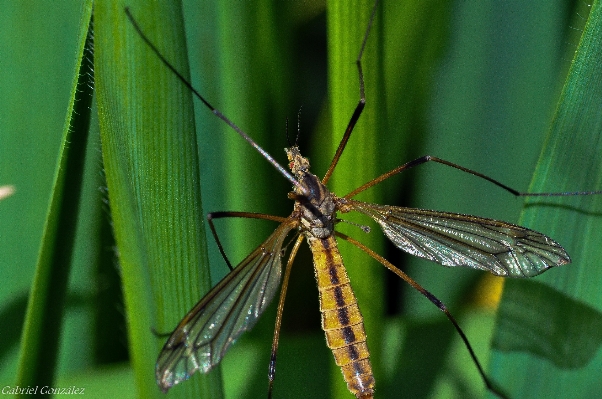 Nature wing green insect Photo