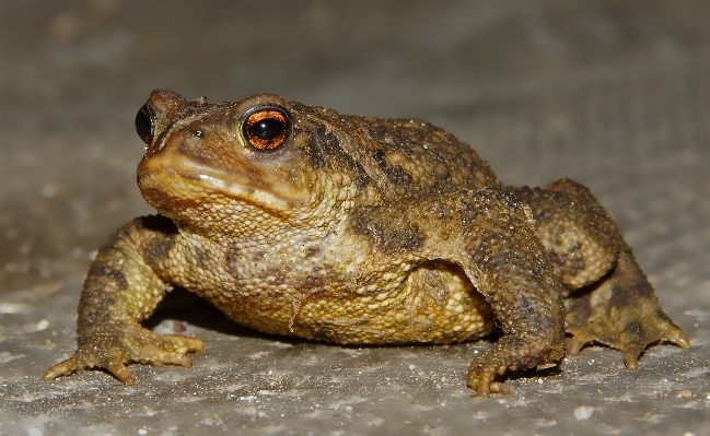 Foto Alam margasatwa makro katak