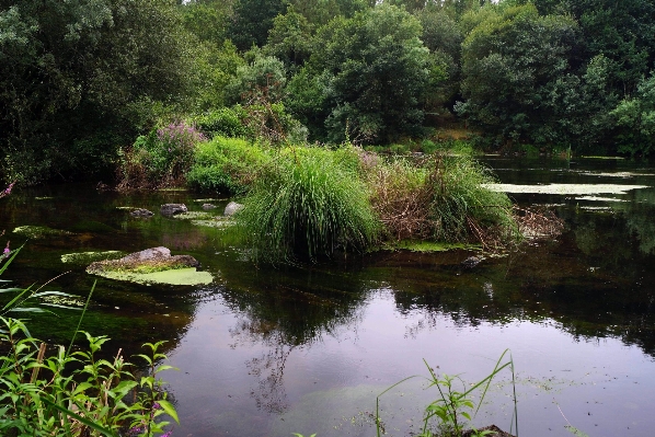 Foto Lanskap air hutan sungai kecil
