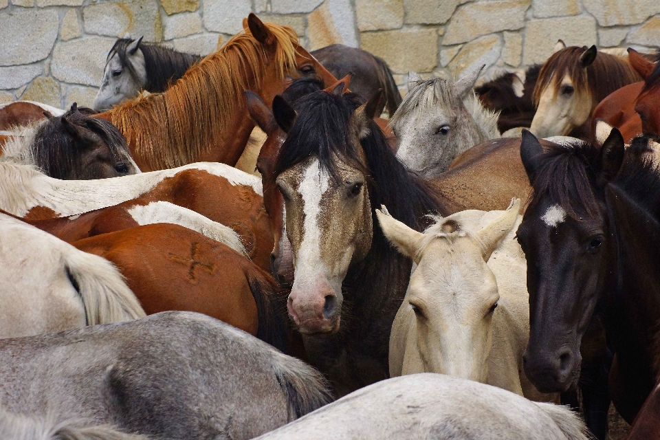 Photo herd horse mammal