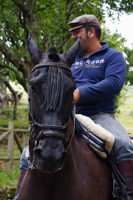 Photo horse stallion spain