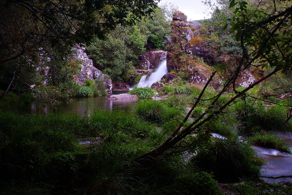 Paisagem árvore água natureza