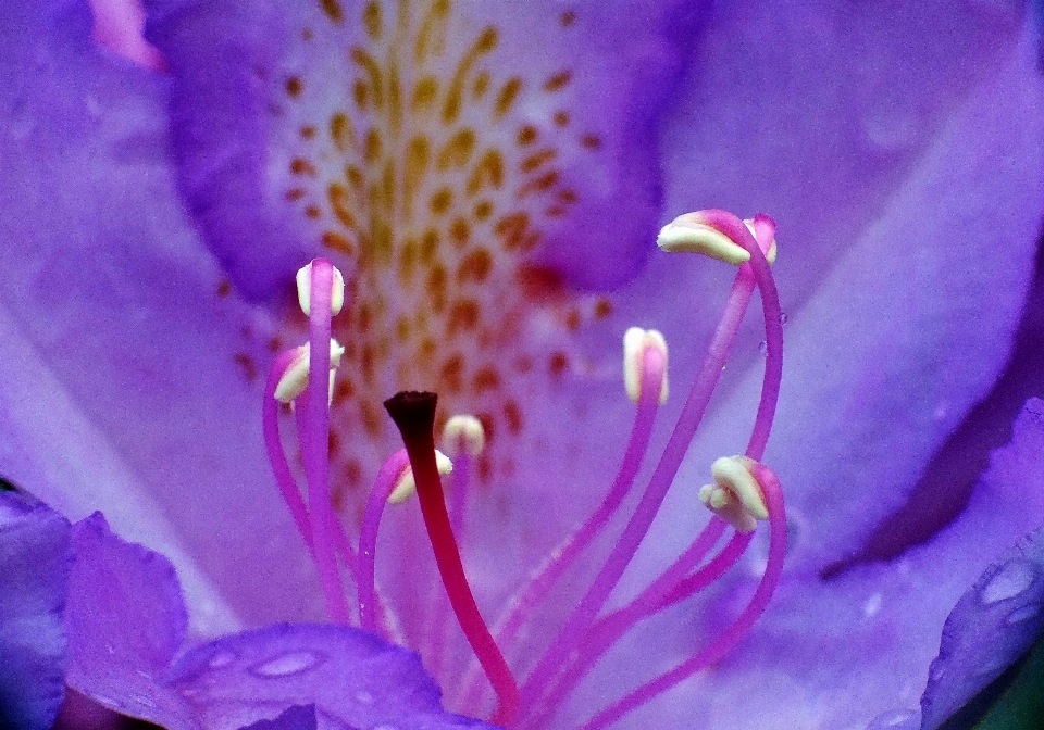 Nature blossom plant photography