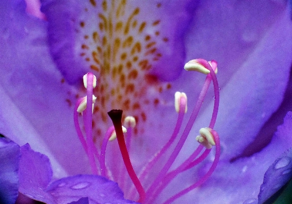 Photo Nature fleurir usine la photographie