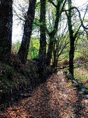 Landscape tree nature forest Photo