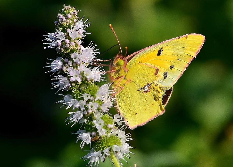 Natura fotografia prato
 fiore