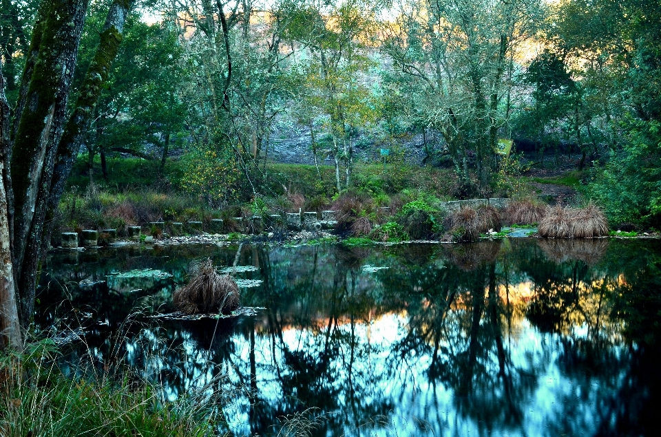 árvore água natureza floresta