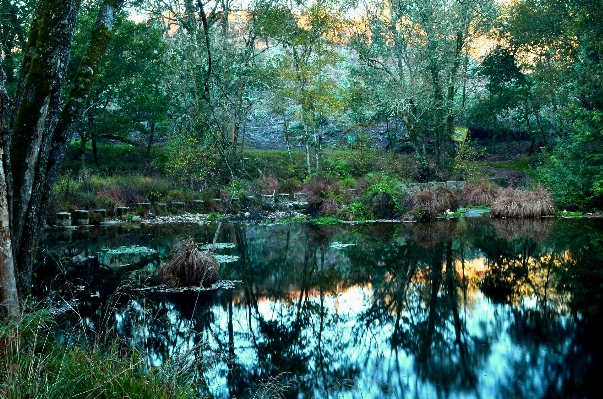 木 水 自然 森 写真