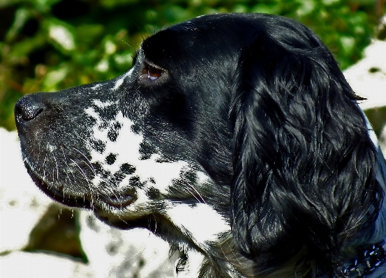 Foto Cane mammifero spaniel
 animali