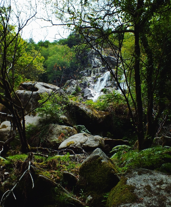 Baum natur wald rock