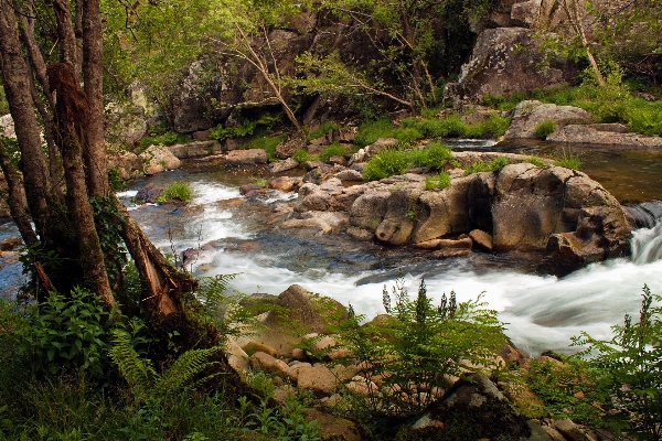 Tree water nature forest Photo