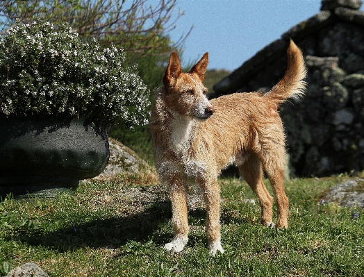 Photo Chien canon mammifère éos
