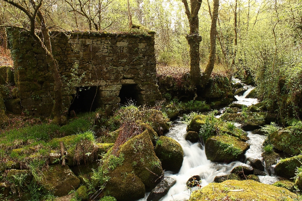 Forest waterfall wilderness stream