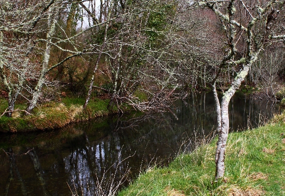 Tree water forest swamp Photo