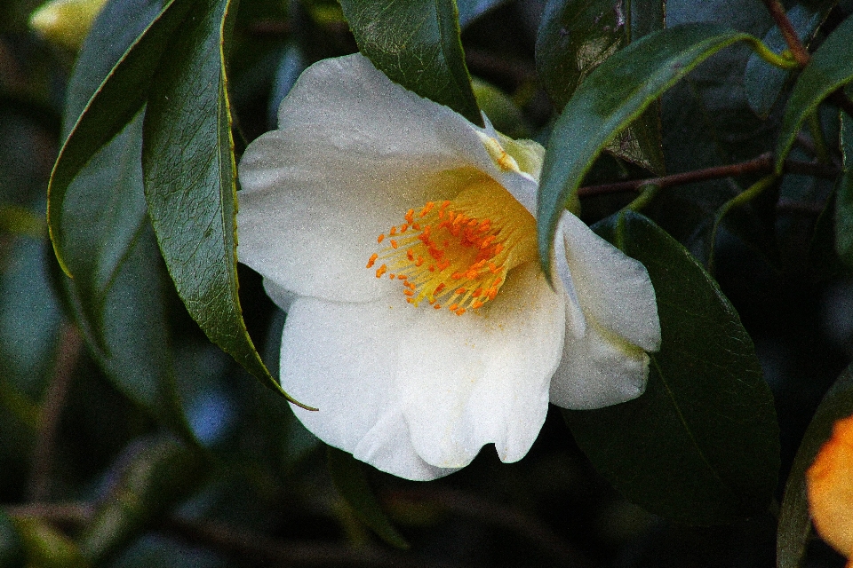 Fiore pianta botanica
 giallo