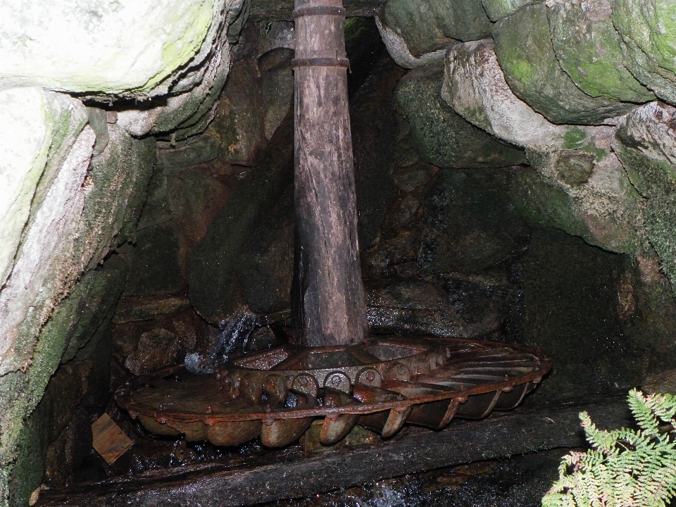 árvore rock plantar madeira