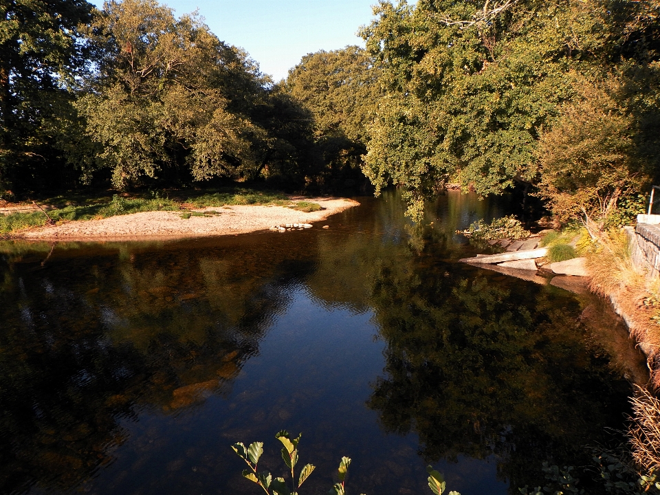 Paisaje árbol agua naturaleza