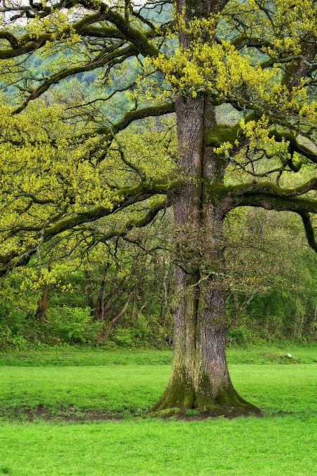 Tree nature forest branch