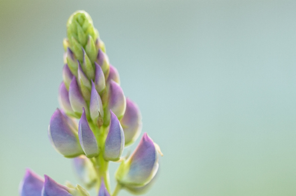 Natura erba fiore pianta