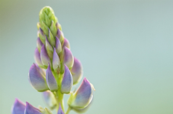 Nature grass blossom plant Photo