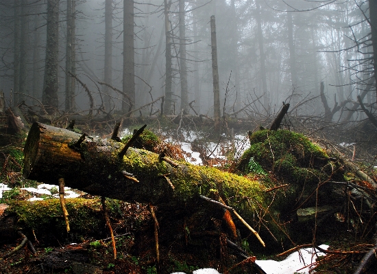 Landscape tree nature forest Photo