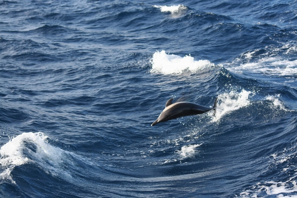 Sea water nature ocean Photo