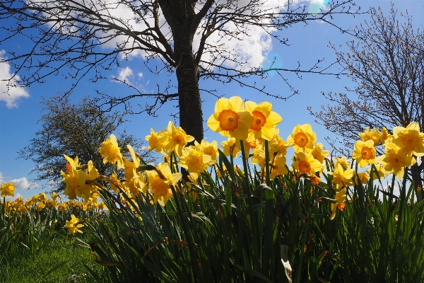 Nature blossom plant field Photo