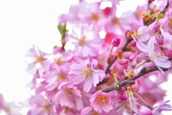 Branch blossom plant flower Photo