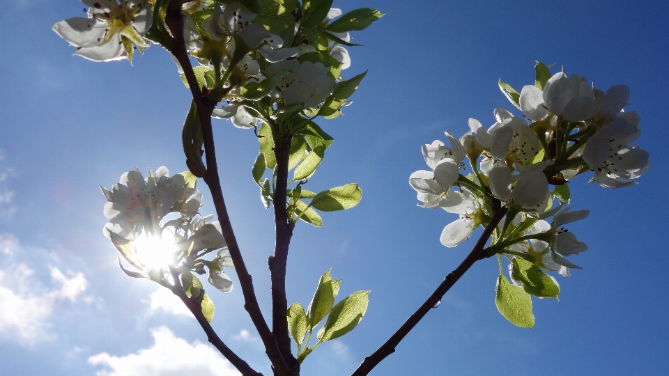 árvore natureza filial florescer