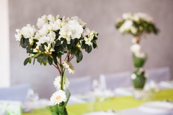 Nature branch blossom plant Photo