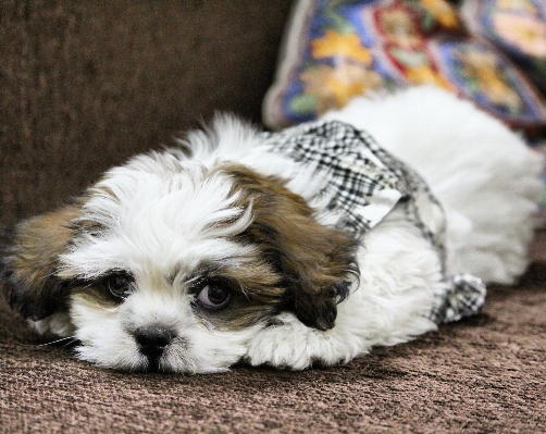 Foto Filhote de cachorro bonitinho bicho estimação