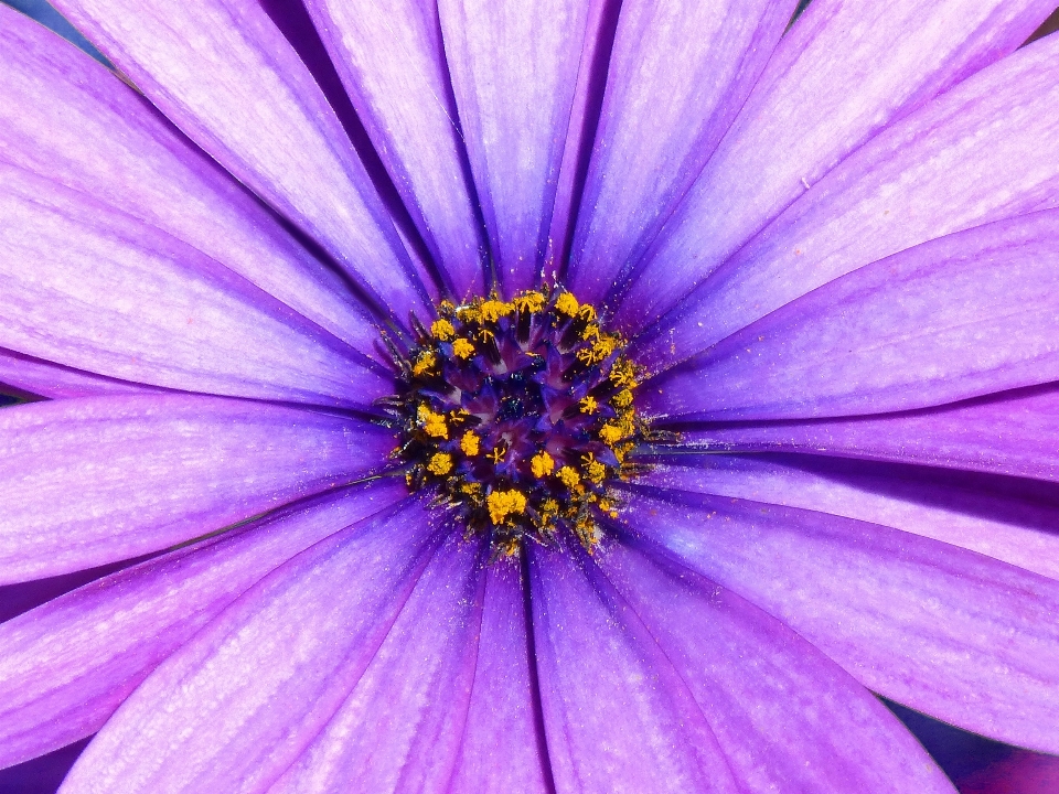 Blossom plant photography flower