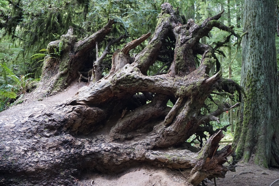 Albero natura foresta ramo