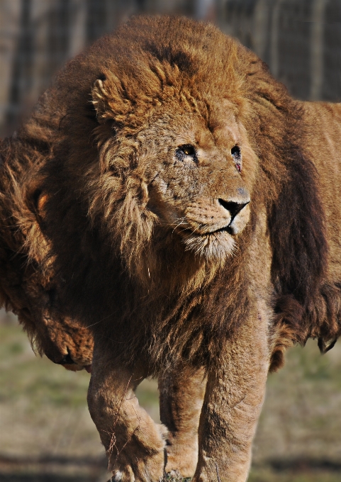 Naturaleza animal fauna silvestre salvaje