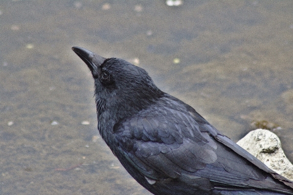 Wasser natur vogel flügel Foto