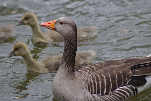 Water nature bird wing Photo