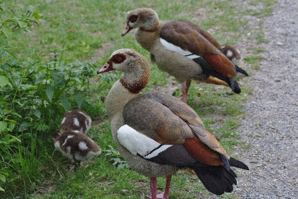 Water nature bird animal Photo