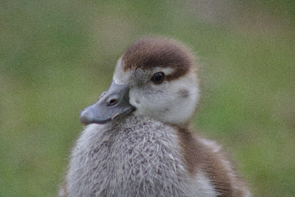 Nature bird animal wildlife Photo