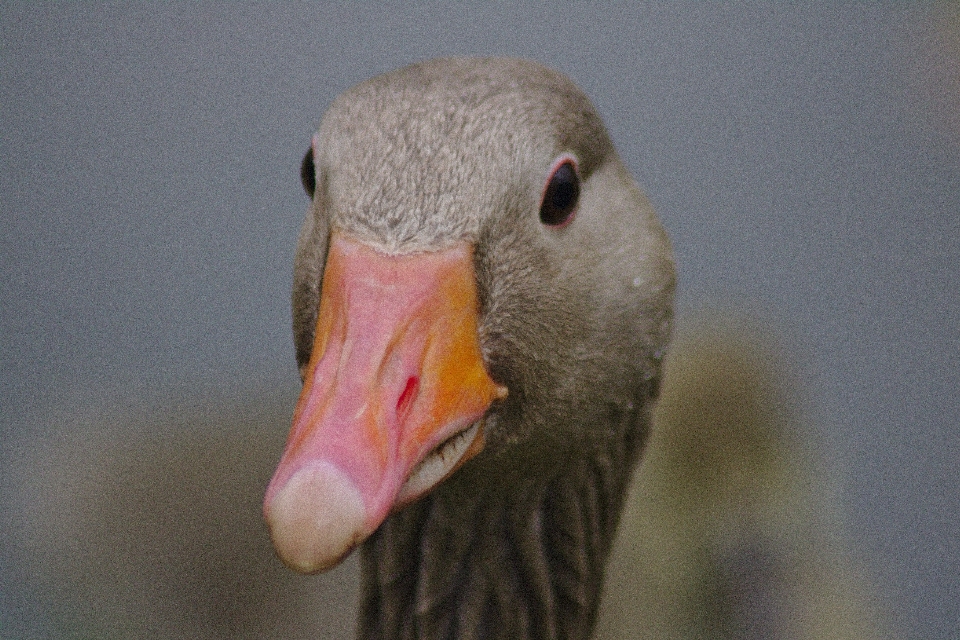 Water nature bird animal