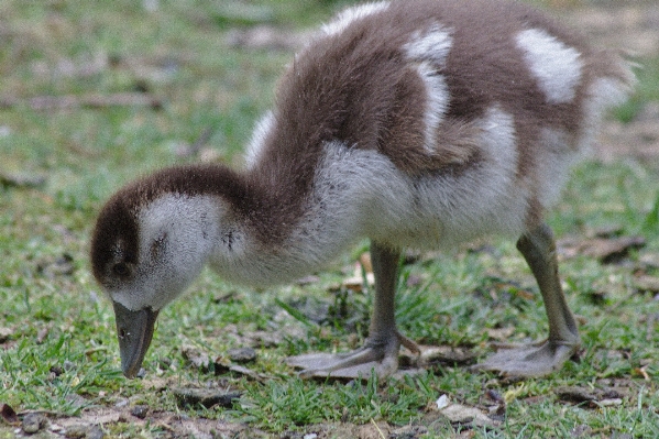 Nature bird meadow animal Photo